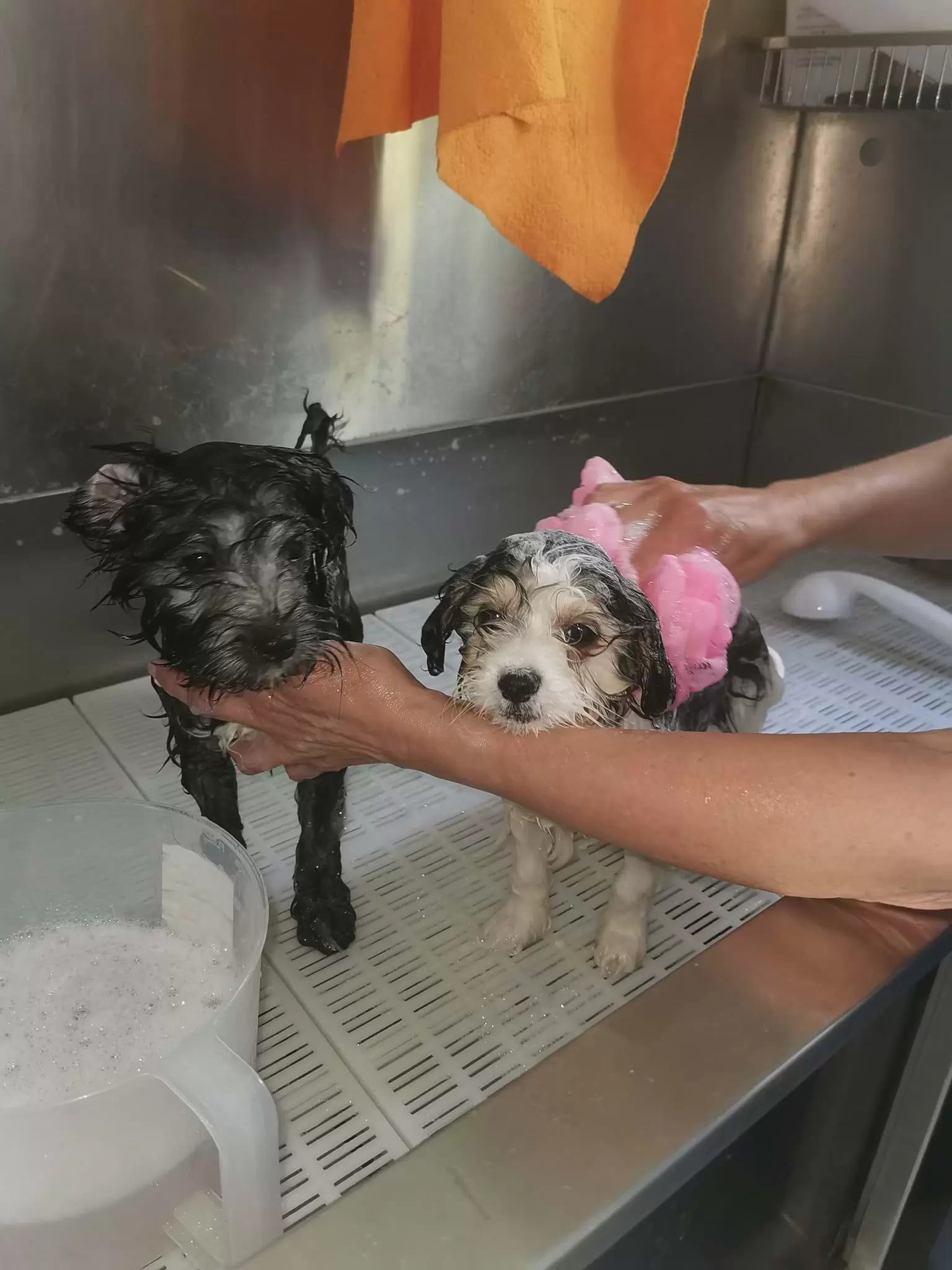 Two dogs having a bath
