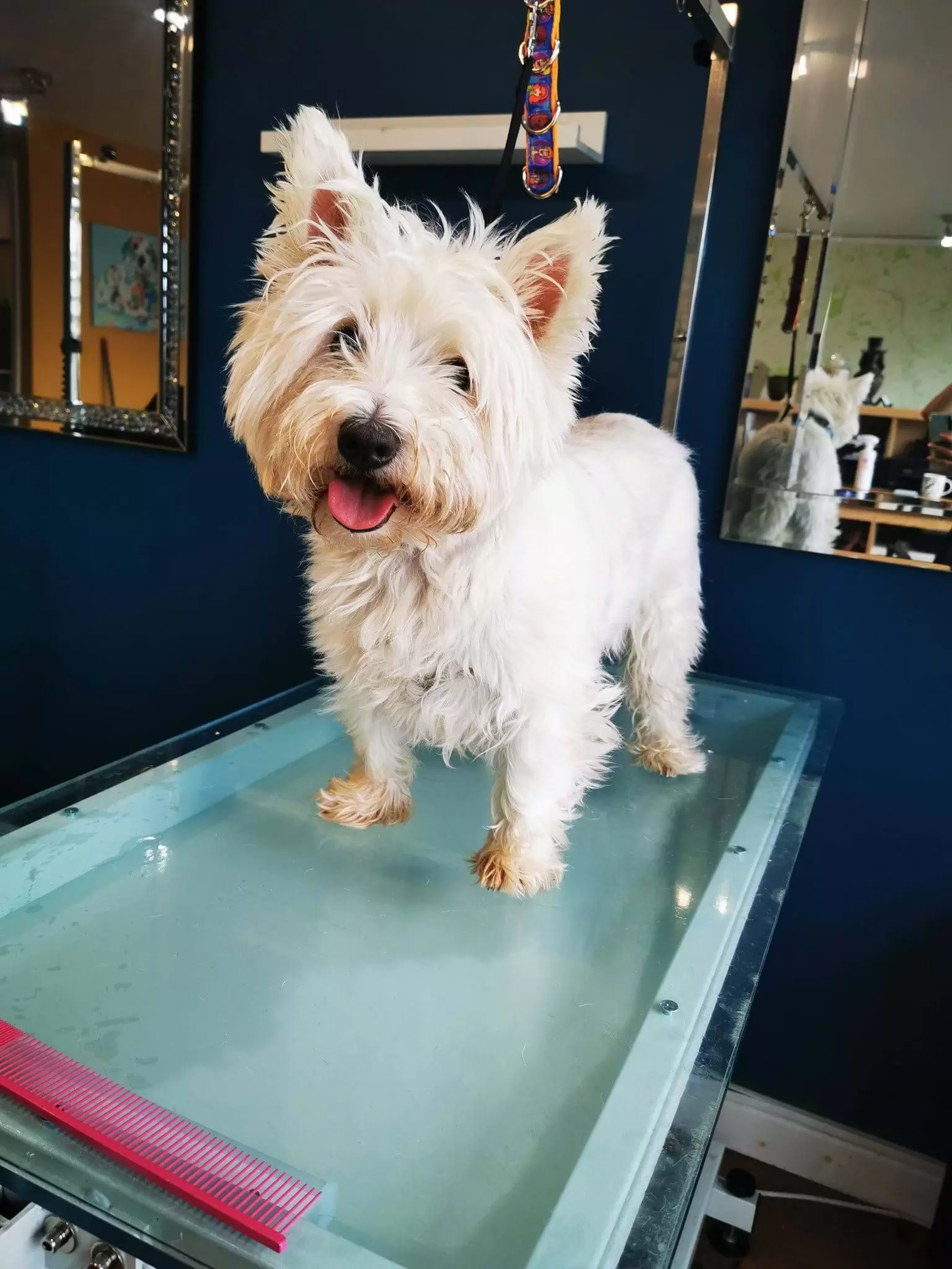 Small White Dog standing on the grooming table, with tounge out and head tilted to the side