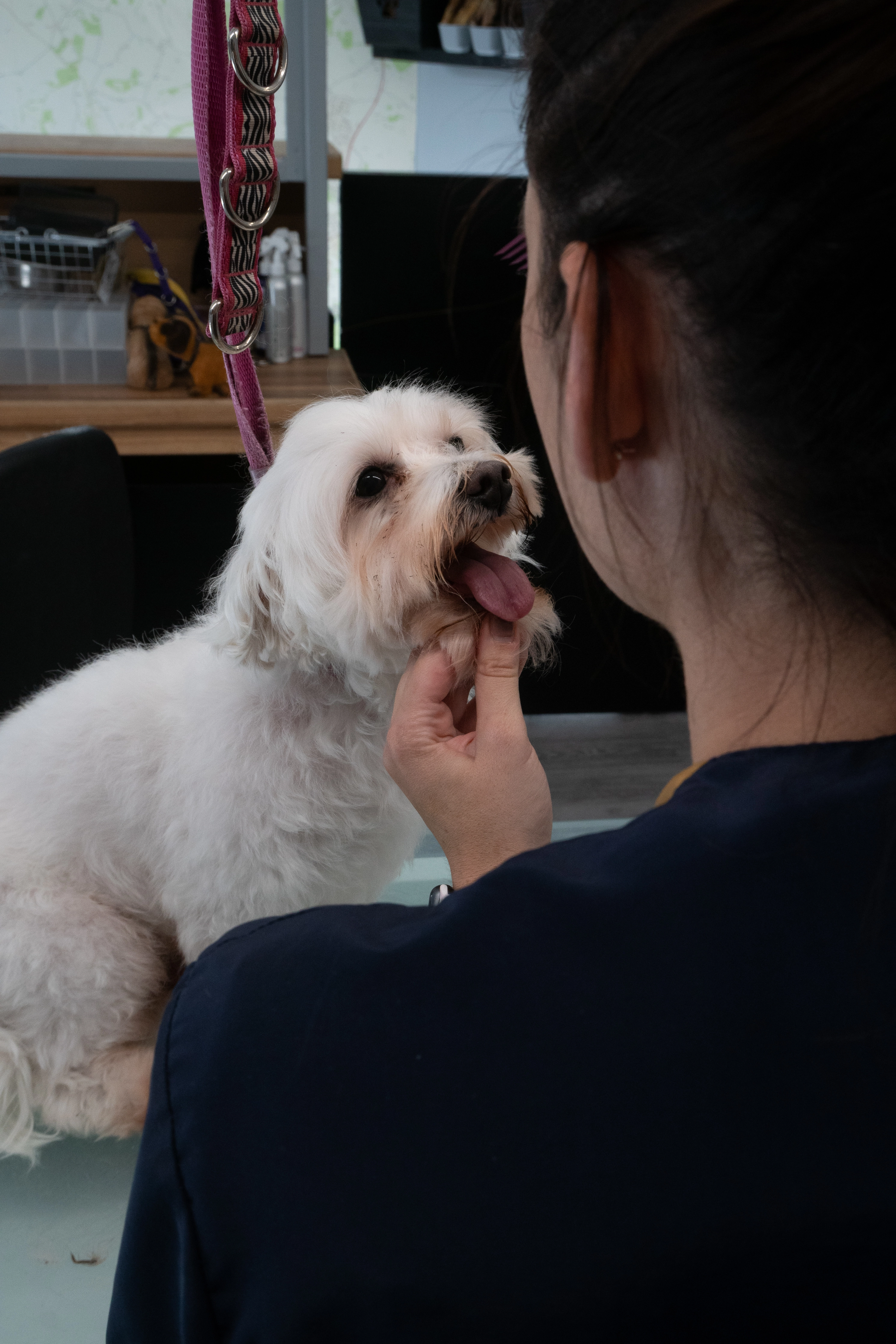 Small White dog getting beard trimmed