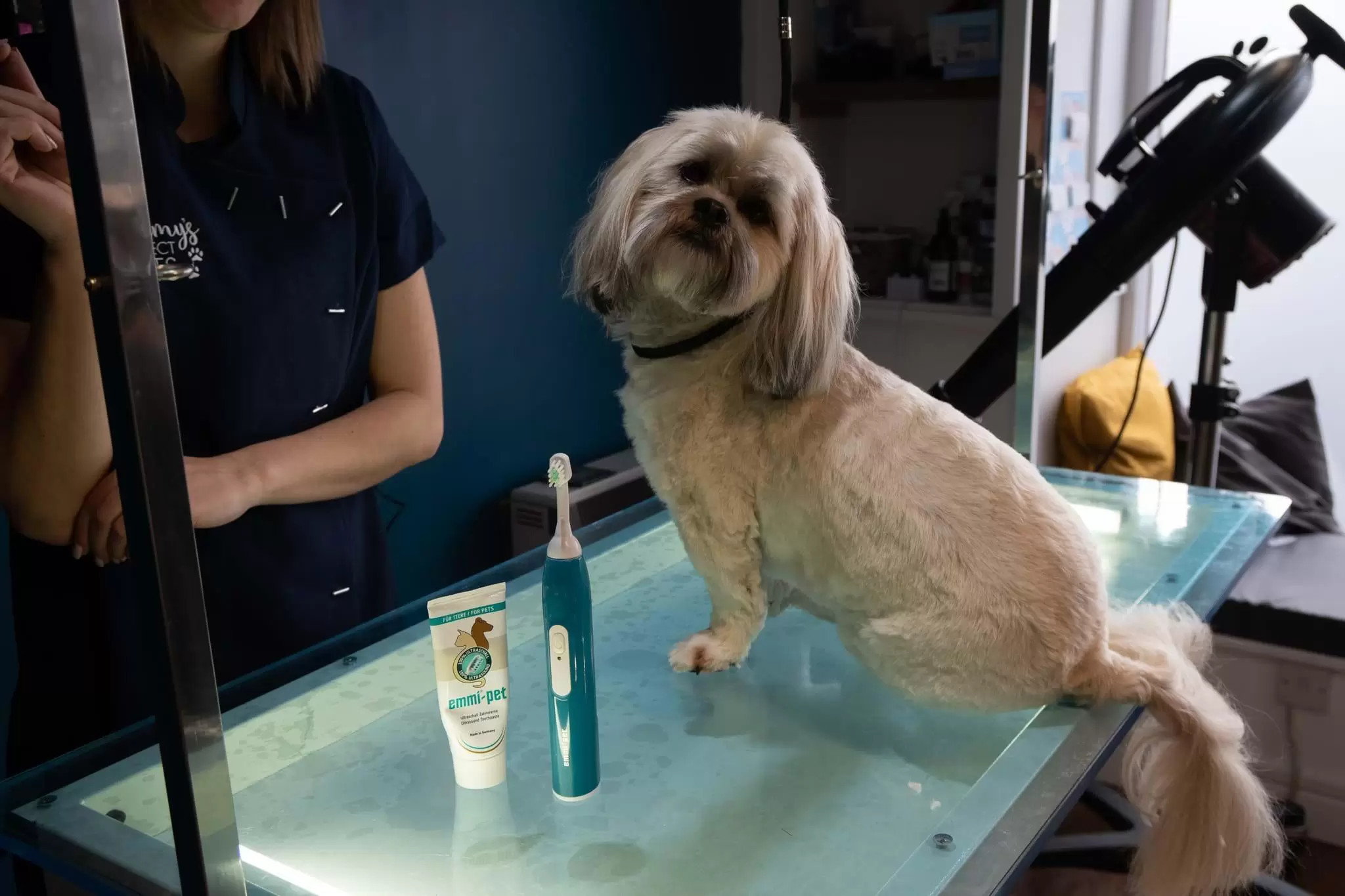 Dog with Emmi-Pet Ultrasonic Toothbrush getting her teeth cleaned